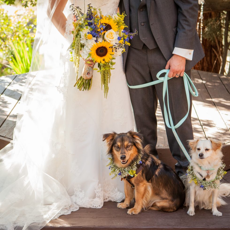 Pets at Weddings: A Guide