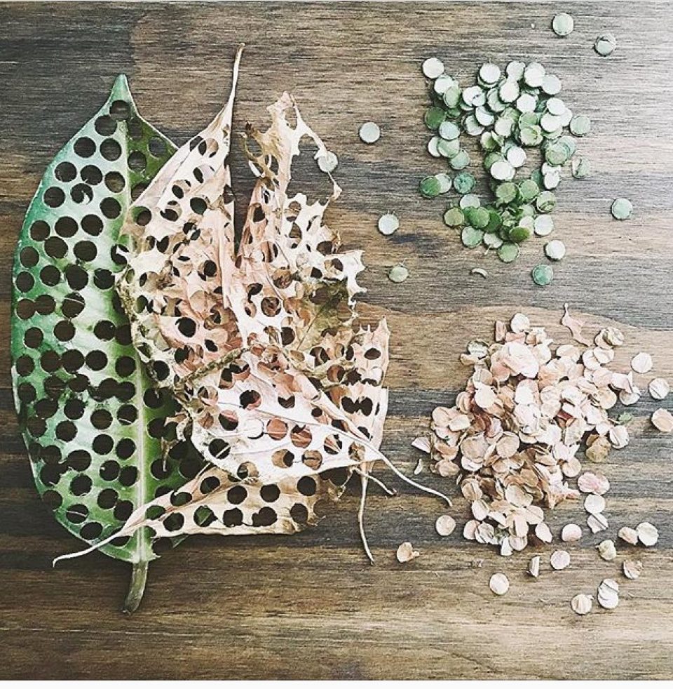 Leaf Confetti.