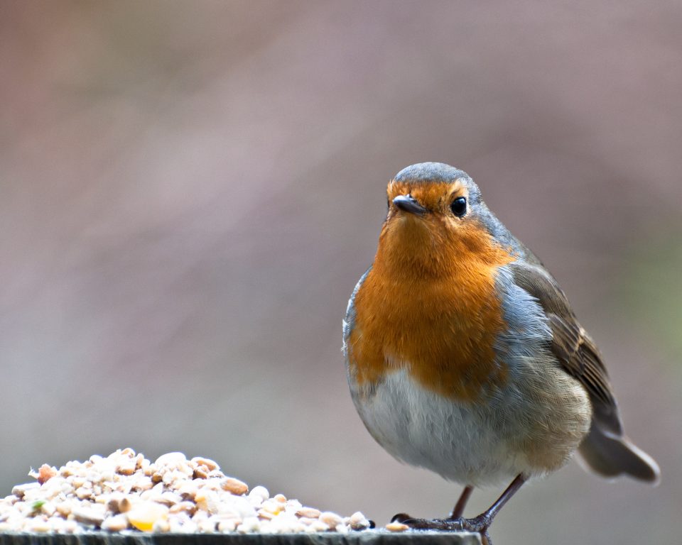 A beautiful little robin!