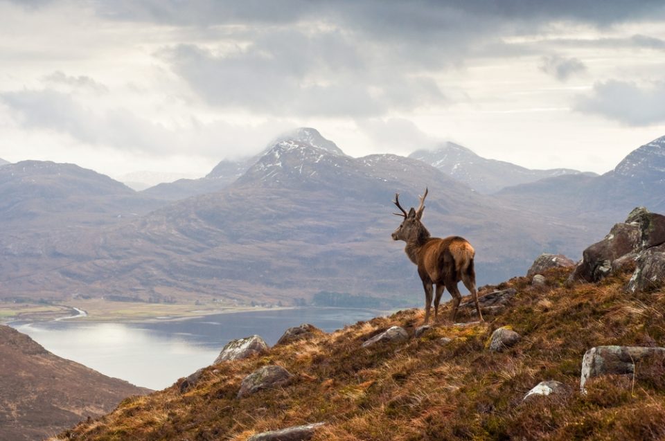 Imagine having a stag in the back of your wedding photos!