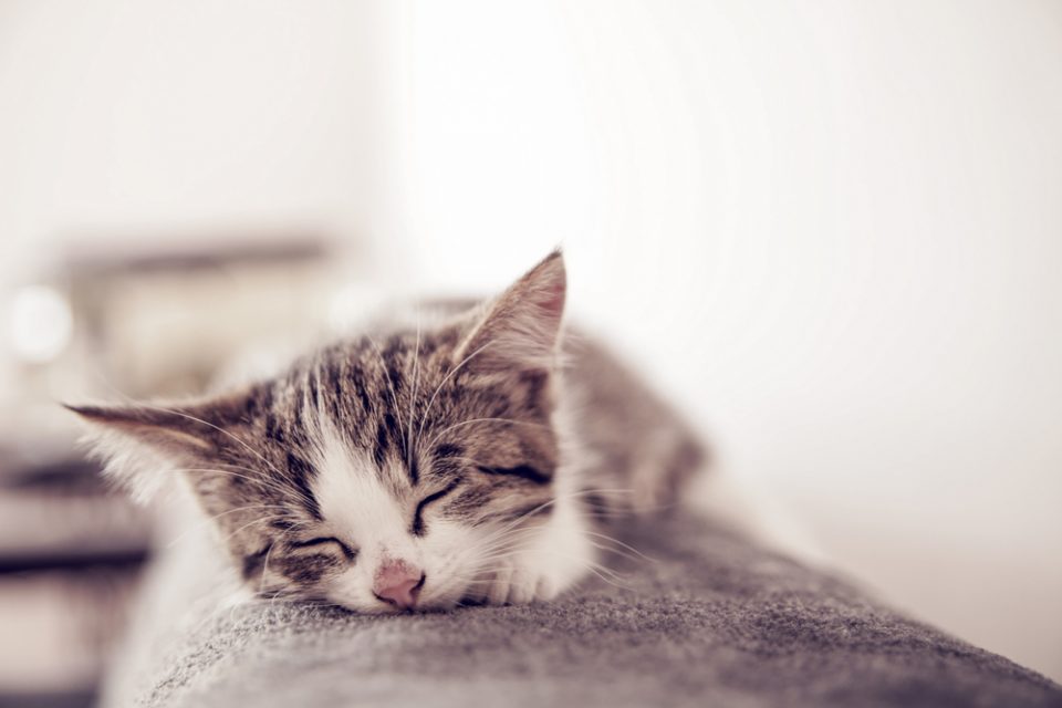 The cutest little kitten to cuddle with coffee!