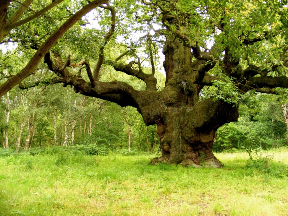 The beautiful ancient trees in Sherwood!