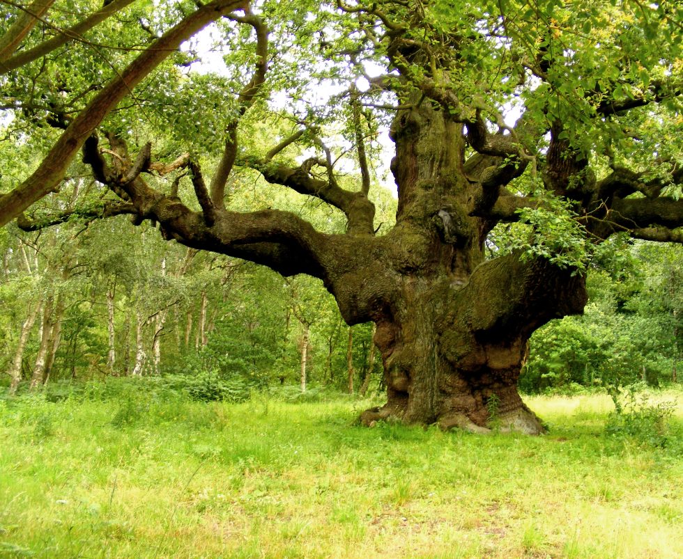 The beautiful ancient trees in Sherwood!